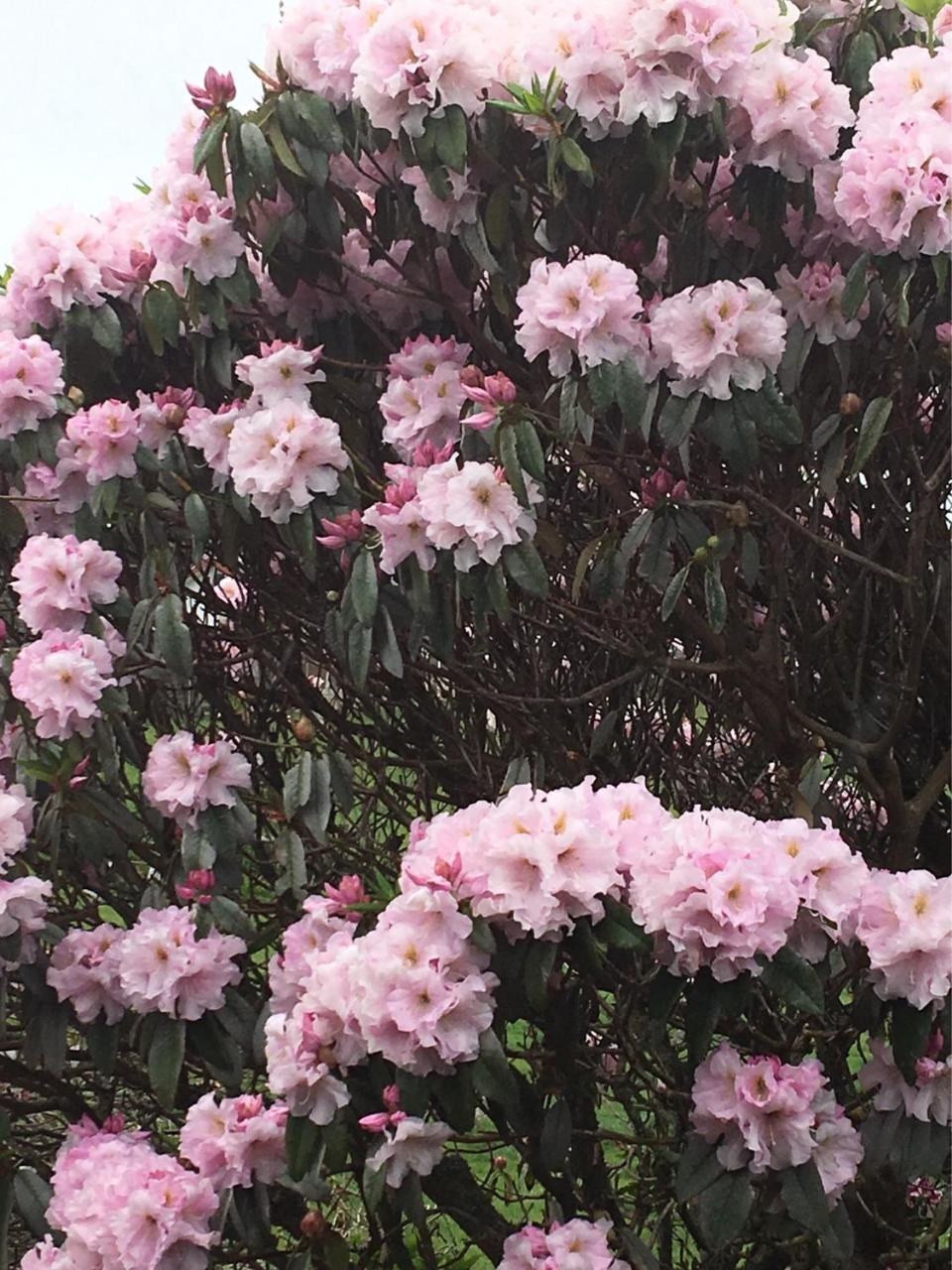ניו פלימות' Pukeko Lodge Bnb מראה חיצוני תמונה