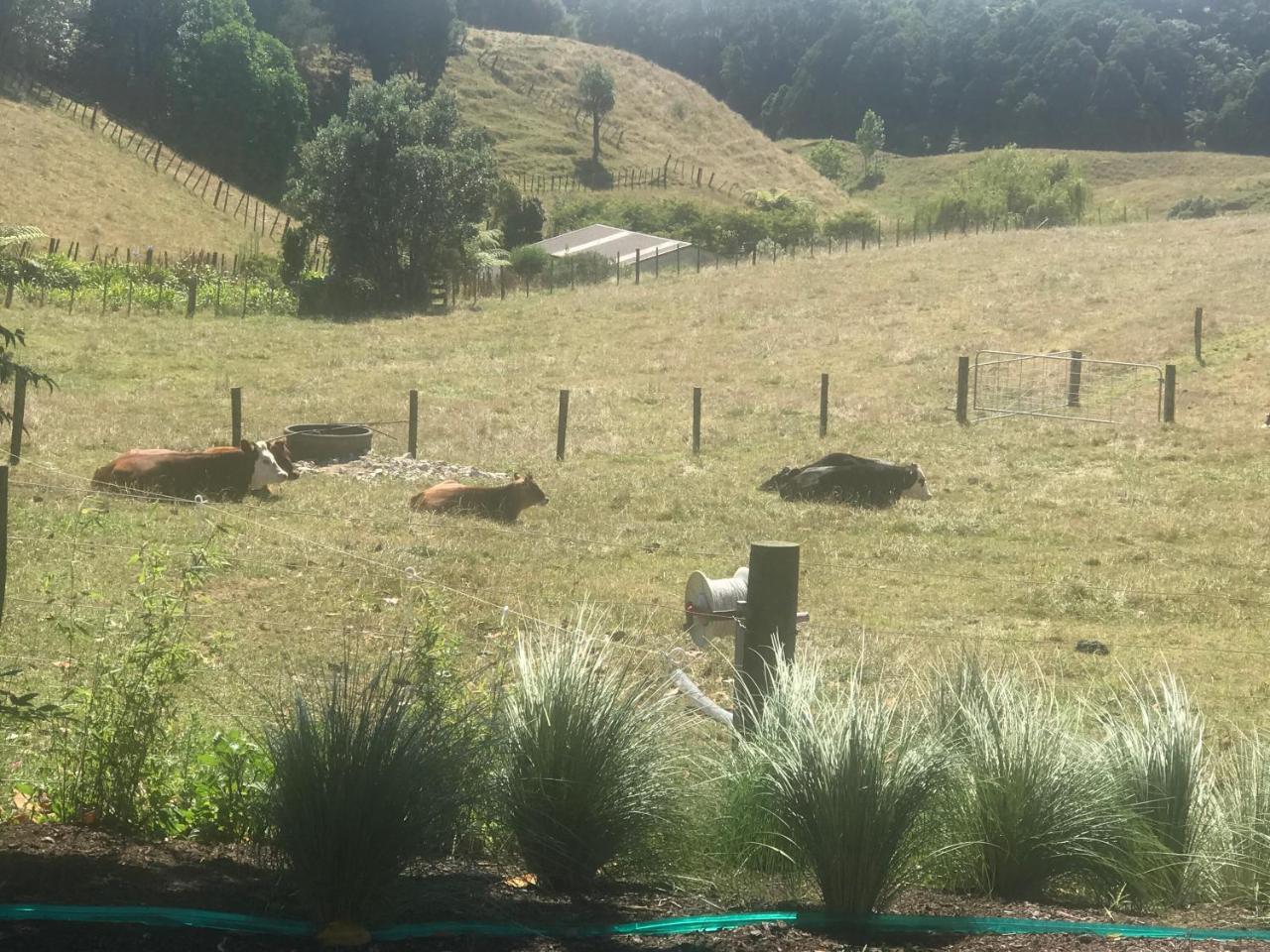 ניו פלימות' Pukeko Lodge Bnb מראה חיצוני תמונה